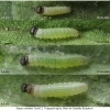 pyr carthami larva2 volg